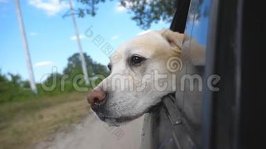 <strong>狗</strong>种拉布拉多犬或金毛猎犬，看着车窗。 家畜把头从自动转向